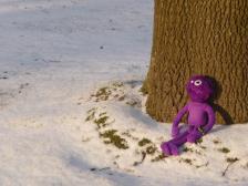 Knut genießt den Sonnenschein.