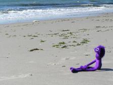 Knut am Strand von Atlantic City... danach ist er zocken gewesen, im Casino