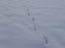 Kein Zweifel, hier war ein Knut unterwegs. Ein riesiger Knut, oder einer der es sehr eilig hatte...