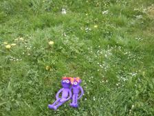 Wo sind nur die Nestchen versteck??