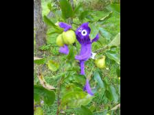 Verf&uuml;hrerischer Apfel