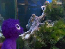 Knut und Tintenfisch