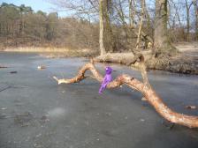 Auf der Krummen Lanke. 