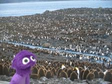 Umzingelt von 300.000 Kaiserpinguinen. Jetzt nur kein falsches Geräusch Knut!