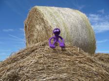 Knut hat ja zum Glück keine Allergien.