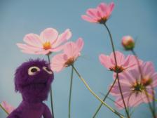 Leider nur ein Bild.