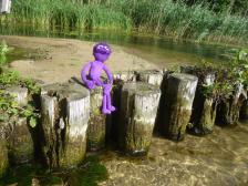 Ziemlich windig, aber Knut hält sich gut fest...