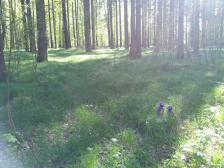 Hänsel & Gretel verlaufen sich im Wald, wir aber nicht...