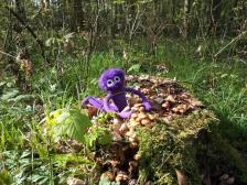 Oh schaut, Pilze im Frühling! Hallimasch!