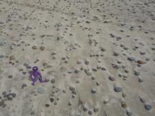 Knut hat einen Stein gefunden ;-)