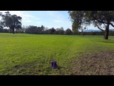 Tolle Parklandschaft (Palmen, kahle Laubbaeume und australische immergruene Baeume)