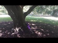 Baum in Knutgr&ouml;sse