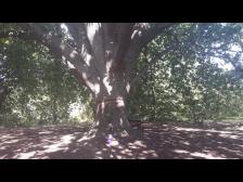 Ein wenig gr&ouml;sser: ein Prachtexemplar einer algerischen Eiche gepflanzt in 1895