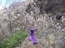 Mandelblüten überall