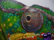 Mal nicht im Mittelpunkt: Knuts