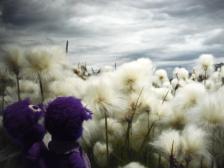 Baumwollfelder auf Island!