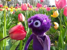 Blumen...