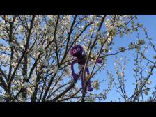 Umgeben von Apfelblüten.