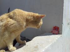 Vorsicht, nicht bewegen Flamm!