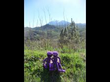 Ungewohnter Anblick: Vegetation!