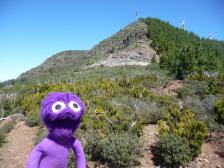 Links Gestr&uuml;pp, rechts kanarische Kiefern.