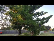 Ein etwas anderer Tannenbaum.