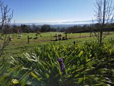 In Wandin - die Schafe waren s&uuml;&szlig; und interessiert.