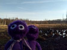 Ziemlich sumpfig hier, pass auf wo du hintrittst Knut!