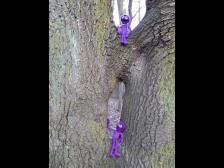 Ein Baum, zwei Knuts, passt.