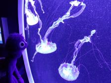 Quallen im Rostocker Zoo