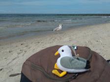Ob Möwie neue Freunde findet?