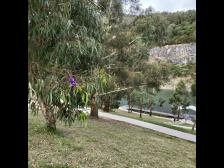 Knutine schwingt in den Zweigen