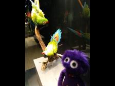 Sehen ziemlich lebendig aus!