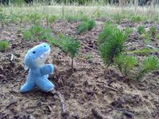 Bäume, so riesig wie Lebowski!