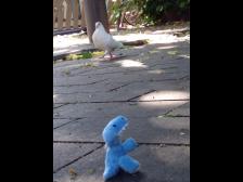 Hallo, weiße Taube!