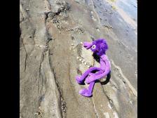 Kleine Muscheln überall