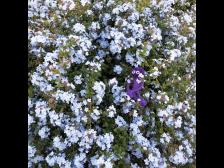 Die Blüten waren das schönste glockenblumenblau, so zart. Aber die Blüten hatten am Ende des Stammes kleine Haken wie ein Klettverschluss und sind bei der kleinsten Berührung herunterfallen. Es war nicht einfach die Blüten hinterher aus Knutine`s Fell zu zupfen  