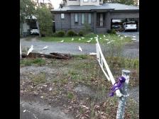 Eine Gruppe von Gelbhaubenkakadus. Sie knabbern die zarten Spitzen und Wurzeln von neuem Grass 