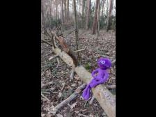 im Tegeler Winterwald