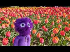 Tulpen gibt es in vielen Farben...