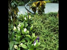 Knut fragt wieso denn die Pflanzen zu Hause nicht so gut aussehen 