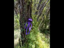 Kleine orangene Beeren