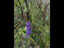 Insekten summen und V&ouml;gel zwitschern 