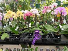 Du bist so schön wie eine Orchidee, Knutine! 