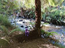 Hinter dem Wald liegt der australische Regenwald mit großen Farnen und Vögelgezwitscher. Was für ein bequemer Sitz