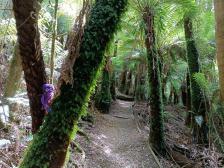 Ein versteckter Pfad 