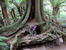 Knutine sieht sofort das Potenzial f&uuml;rs Versteckendspiel zwischen den Wurzeln einer uralten australischen Myrte 