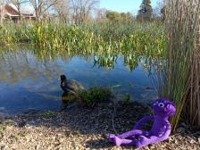 Ein Wasserhuhn ist neugierig, ob Knutine denn Knabbereien mitgebracht hat
