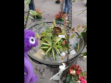 Der Frosch sagt es geht ihm gut, alles klar 